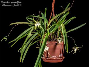Aeranthes grandiflora