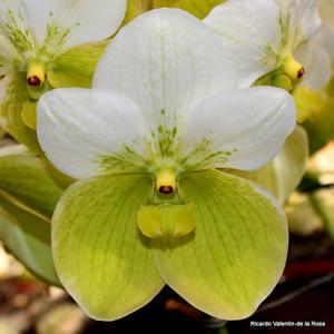 Vanda sanderiana