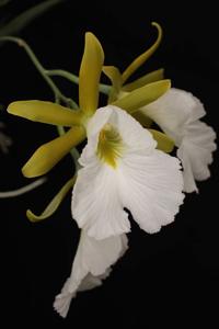 Prosthechea mariae