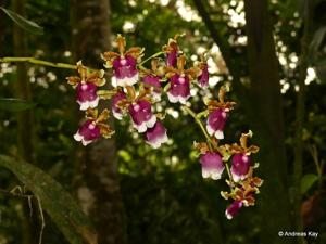 Oncidium fuscatum