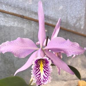 Cattleya maxima