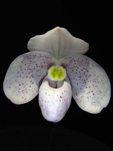 Paphiopedilum thaianum