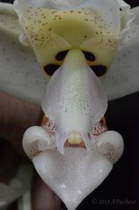 Stanhopea confusa
