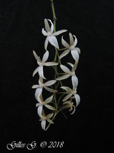 Aerangis citrata