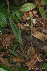 Eulophia nuda