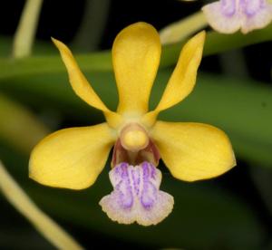 Vanda testacea