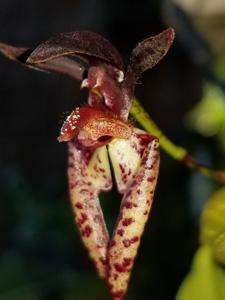 Bulbophyllum lasiochilum