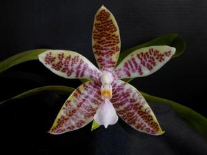 Phalaenopsis hieroglyphica