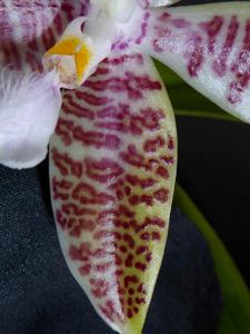 Phalaenopsis hieroglyphica