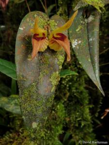 Pleurothallis nossax