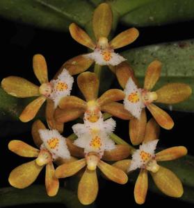 Gastrochilus acutifolius