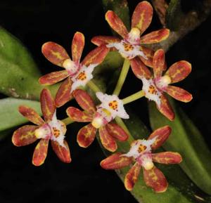 Gastrochilus acutifolius