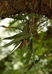 Gastrochilus acutifolius