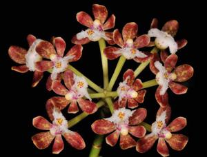 Gastrochilus acutifolius