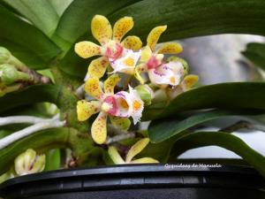 Gastrochilus obliquus