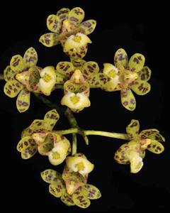 Gastrochilus distichus