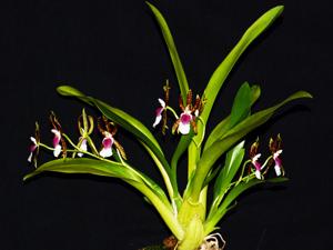 Oncidium schroederianum