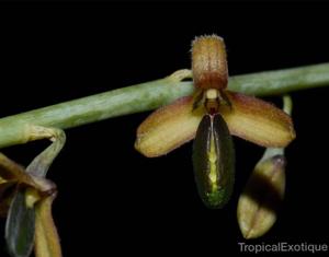 Bulbophyllum nigrescens