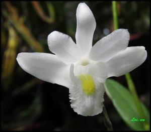 Dendrobium crumenatum