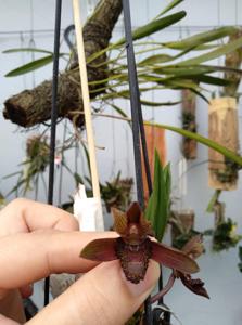 Catasetum parguazense