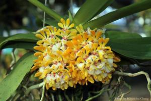 Gastrochilus obliquus