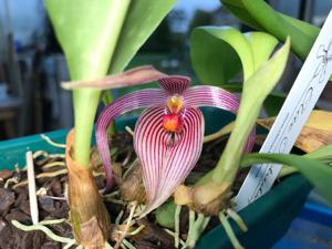 Bulbophyllum membranifolium subsp. inunctum