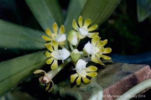 Gastrochilus patinatus