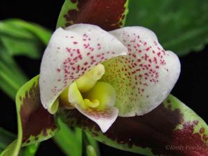 Lycaste powellii