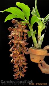 Cycnoches cooperi