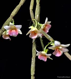 Dendrobium boosii