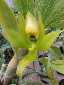 Cycnoches chlorochilon