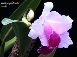 Cattleya quadricolor