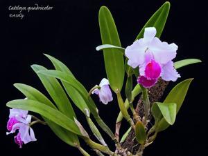 Cattleya quadricolor