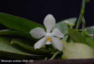 Phalaenopsis micholitzii