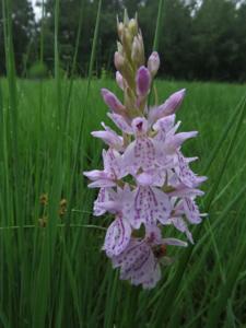 Dactylorhiza maculata subsp. maculata