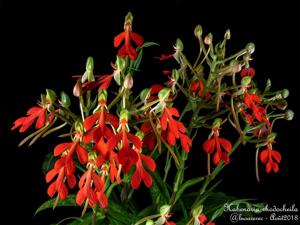 Habenaria rhodocheila