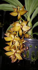 Cycnoches cooperi