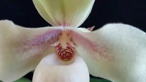 Paphiopedilum hangianum