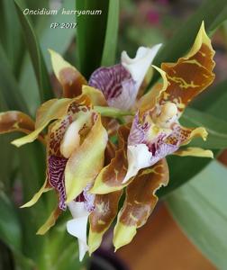 Oncidium harryanum