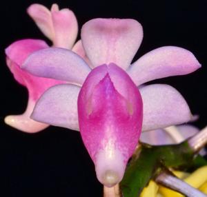 Aerides magnifica