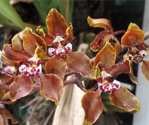 Trichocentrum microchilum