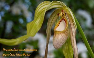 Phragmipedium warszewiczianum