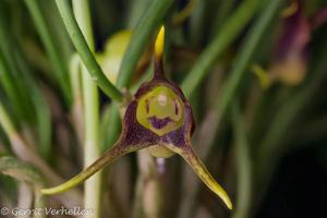 Masdevallia peristeria