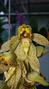 Catasetum sanguineum