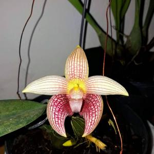 Bulbophyllum facetum