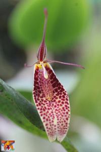 Restrepia antennifera