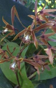 Dendrobium mirbelianum