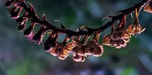 Bulbophyllum dasystachys