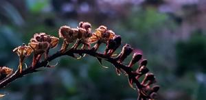Bulbophyllum dasystachys