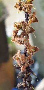 Bulbophyllum dasystachys